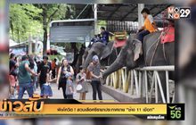 พิษโควิด ! สวนเสือศรีราชาประกาศขาย “ช้าง 11 เชือก”