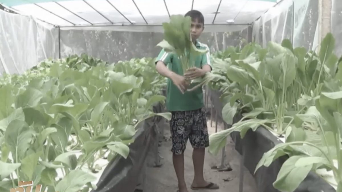 เด็กชายวัย 13 ปี ปลูกผักขายยึดหลักพอเพียง
