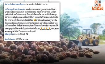 ชาวสวนปาล์มสะอื้น! ราคาต่ำ-โรงงานหยุดรับซื้อ