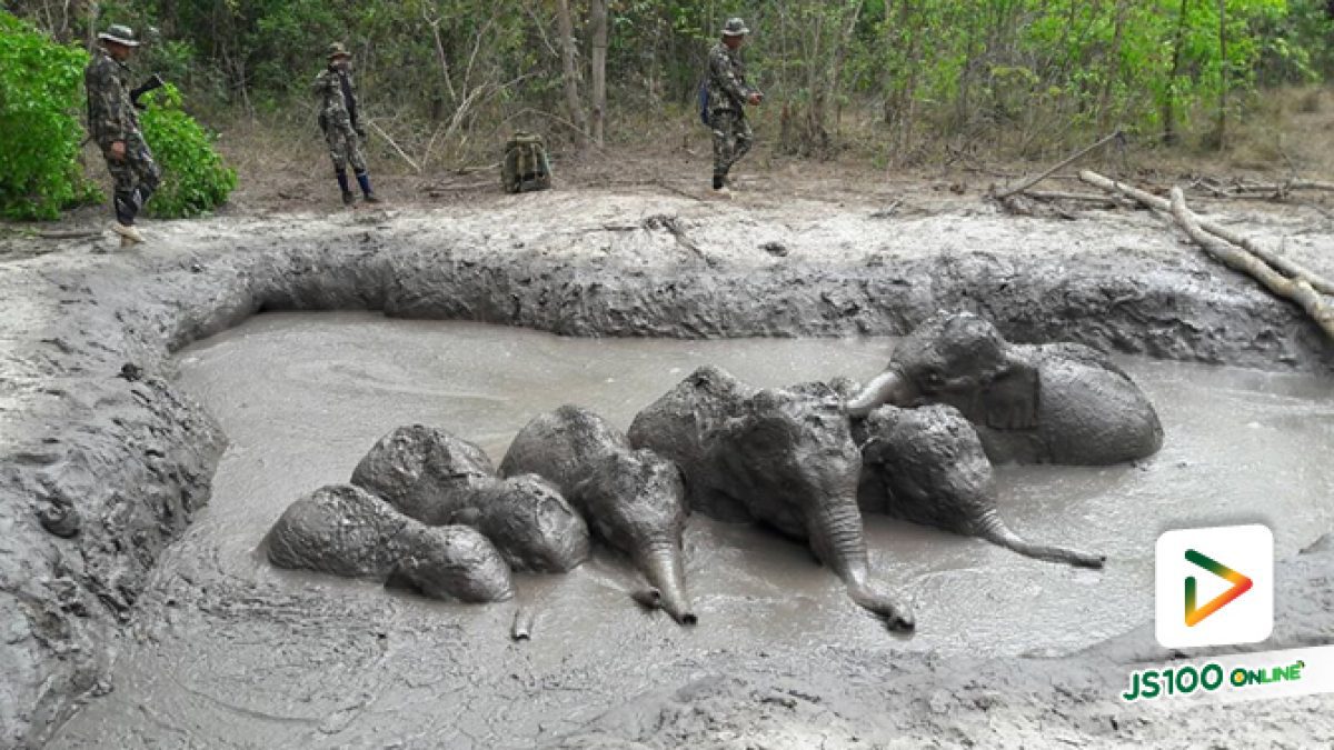 วินาทีลูกช้างป่า 6 ตัวขึ้นจากบ่อโคลนโป่งดินเก่า ในเขตอุทยานแห่งชาติทับลาน จ.นครราชสีมา (28-03-62)
