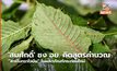 ‘สมศักดิ์’ ชง อย. คิดสูตรคำนวณ ”สารไมทราไจนีน” ในผลิตภัณฑ์กระท่อมใหม่