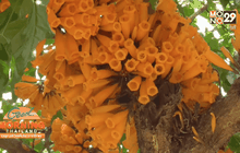 เชียงใหม่-ดอกปีบทองบานสะพรั่ง ชาวบ้านเก็บทอดกิน