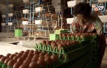 กรมการค้าภายในยันไข่ไก่มีเพียงพอสำหรับประชาชน