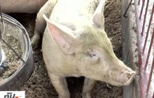 โคราชพบหมูติดเชื้อพิษสุนัขบ้า
