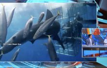 นักอนุรักษ์ทะเลเศร้า วอนเที่ยวไม่รบกวนธรรมชาติ