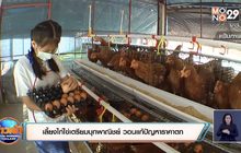 ผู้เลี้ยงไก่ไข่เตรียมบุกพาณิชย์ วอนแก้ปัญหาราคาตก