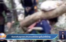 จับชาวกัมพูชาลอบข้ามแดนตัดไม้พะยูงในป่าฝั่งไทย