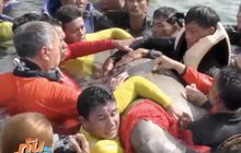 3 องค์กร จี้ สวทช. – กรมอุทยานฯ ยกเลิก “ติดแท็ก” พะยูน
