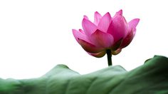 ปฏิทินวันพระ 2563 เดือนพฤศจิกายน