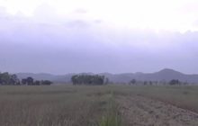 พะเยาแล้งนาข้าวหลายพันไร่ใน ต.ลอ เสียหายหนัก