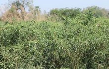 ผลกระทบภาวะภัยแล้ง