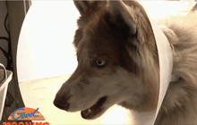 เจ้าของจูงน้องหมาแจ้งความ หลังถูกตีจนตาบอด