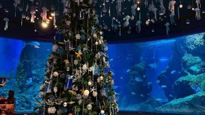 เที่ยวส่งท้ายปีด้วยความมหัศจรรย์ “ซีไลฟ์ แบงคอก” ชวนท่องโลกคริสต์มาสใต้ท้องทะเล! กับคู่หูดูโอ้ Greenie & Elfie สุดน่ารัก ถึง 15 ม.ค. 69