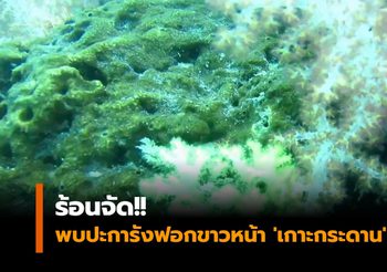 ร้อนจัด!! พบปะการังฟอกขาวหน้า ‘เกาะกระดาน’