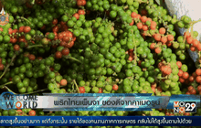 พริกไทยเพ็นจา ของดีจากคาเมอรูน