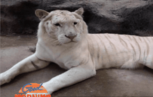 จัสตินเสือโคร่งขาวแสนรู้ตายจากไตวายเฉียบพลัน