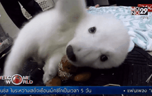 “นอรา” ชื่อลูกหมีขั้วโลกขวัญใจชาวเน็ต