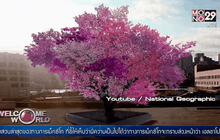 ต้นไม้ออกผล 40 ชนิด