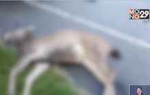 ชาวบ้านวอนคนใช้ถนนระวังกวางป่า หลังถูกชนดับ