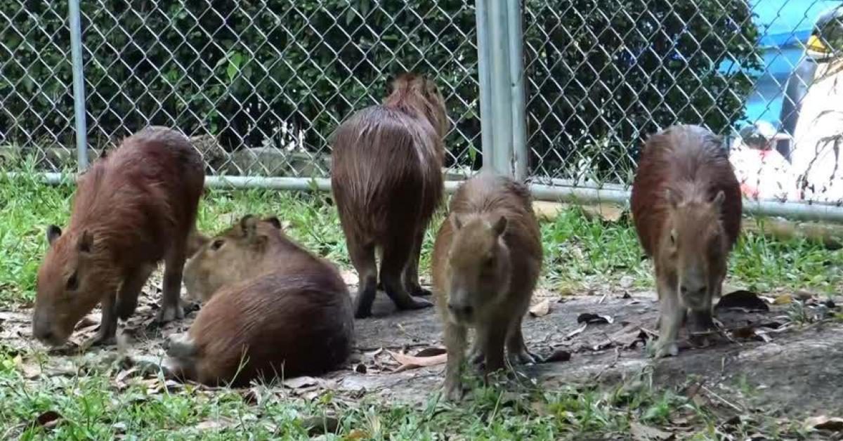 สวนสัตว์สงขลา เปิดตัว “คาปิบาร่า” หนูยักษ์ที่ใหญ่ที่สุดในโลก 5 ตัว