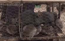 กัมพูชาส่งออกหนูไปขายที่เวียดนาม