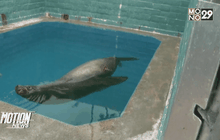 ช่วยสิงโตทะเลยักษ์ หนัก 272 กก.