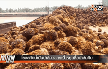 โรงสกัดน้ำมันปาล์ม จ.กระบี่ หยุดซื้อปาล์มดิบ