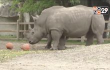 สวนสัตว์ในสหรัฐฯ จัดฉลองฮาโลวีนล่วงหน้า