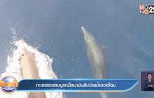 ทะเลตราดสมบูรณ์โลมานับสิบว่ายน้ำอวดโฉม