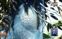 สวนทุเรียนนนท์ใบเหลืองน้ำเค็มรุก