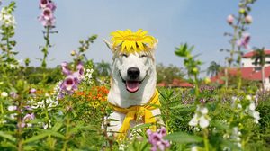Smiling Dogs Will Definitely Put A Great Smile On Your Face
