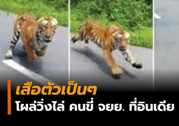 หวาดเสียว! เสือตัวเป็นๆ โผล่จากป่าไล่กวดหนุ่มขี่ จยย.