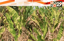 ชาวสวนกล้วยไข่ เร่งหาน้ำหลังภัยแล้ง