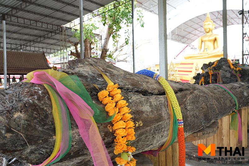 ต้นตะเคียน