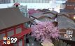งาน “The Heritage of Kyoto” ที่ซีคอน บางแค