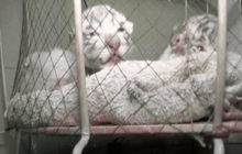 ลูกเสือโคร่งขาวเบงกอล 3 ตัวในไครเมีย