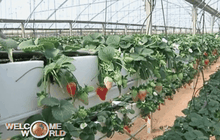 ไร่สตรอว์เบอร์รี่ไม่ใช้ดินในฉนวนกาซา