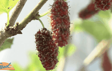 เกษตรกรหันแปรรูป “มัลเบอรี่” เพิ่มรายได้