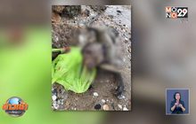 โพสต์เลิกให้อาหารลิงเขาสามมุกทั้งถุง