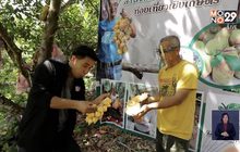 สวนจำปาดะขนุน สวนลุงวี ขนุนถิ่นใต้