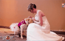 สุนัขช่วยเหลือของเจ้าสาว