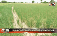 ชาวนานครสวรรค์ปล่อยข้าวยืนต้นตายเพราะขาดน้ำ