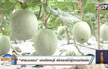 “ฟาร์มเมลอน” ของดีลพบุรี สร้างรายได้สู้วิกฤตภัยแล้ง