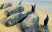 วาฬ 80 ตัวเกยตื้นบริเวณตอนใต้ชายฝั่งอินเดีย