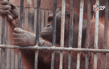 ภารกิจส่งคืนลิงอุงรังอุตังกลับบ้าน