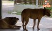 เร่งป้องกันโรคพิษสุนัขบ้า หลังระบาดหนักที่สงขลา-พัทลุง