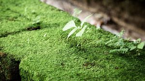 พีทมอสเพาะเมล็ด ใช้ยังไงให้ต้นกล้าโตไว รากแข็งแรง ?