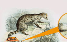 ไขชะมดเช็ด สูตรยาหอมเมืองเพชร