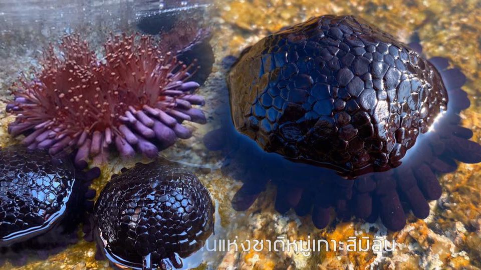 พบหอยเม่นหมวกกันน็อค สัตว์ทะเลหายากในประเทศไทย