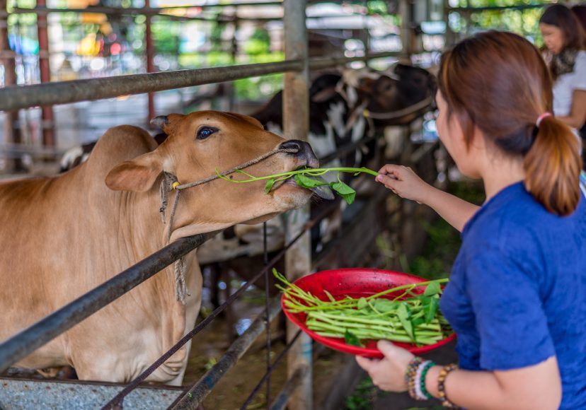 ไถ่ชีวิตโคกระบือ